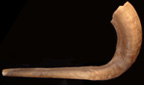 Horn (shofar).